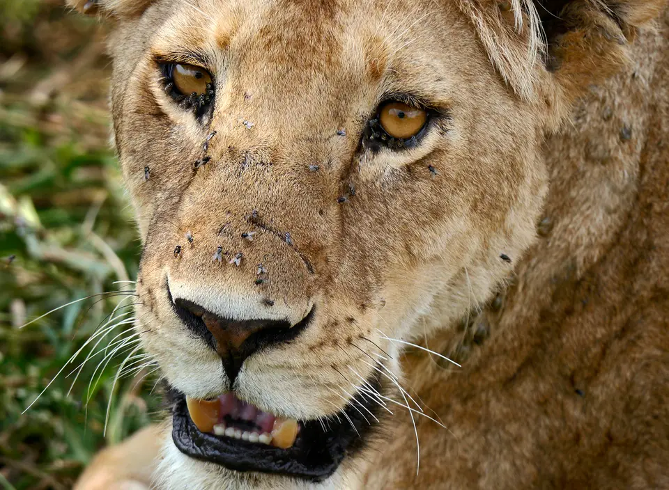 serengeti_nah.jpg