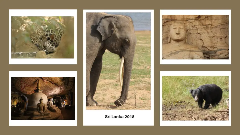 HBadgerSriLanka.jpg