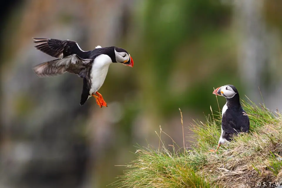 PuffinLandung.jpg
