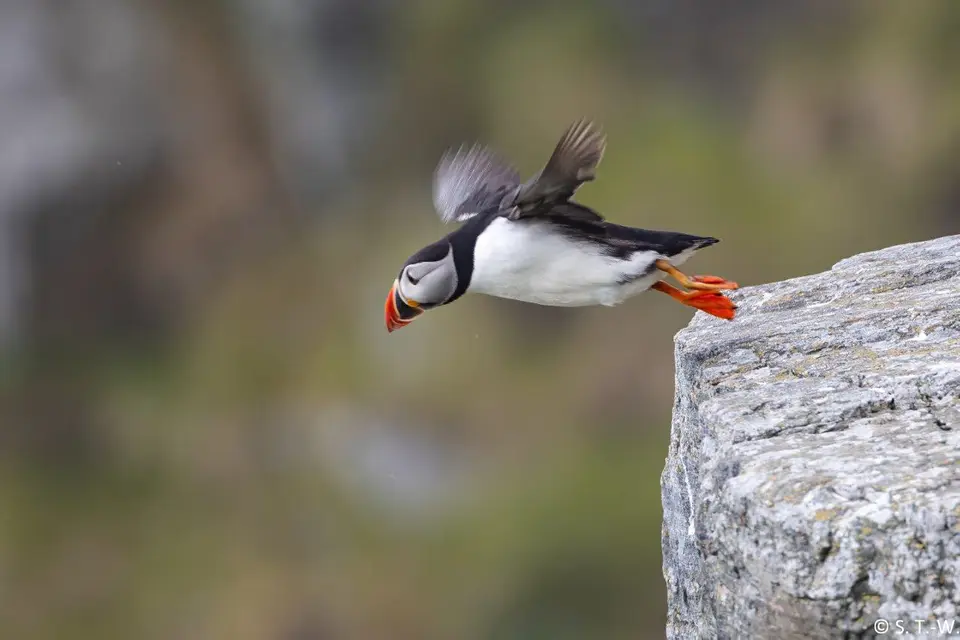 PuffinStart.jpg