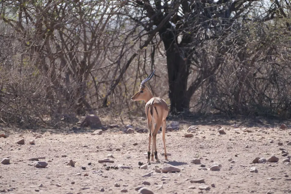 2017-08-20bMorgenGamedriveOkambaraElephantLodge007.JPG