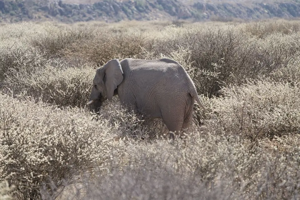 2017-08-20bMorgenGamedriveOkambaraElephantLodge029.JPG