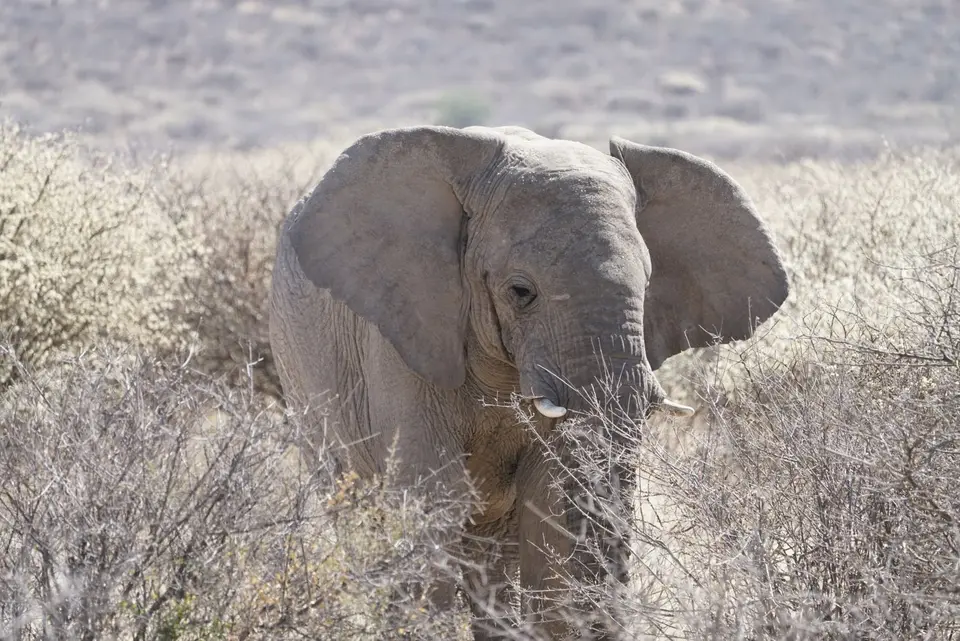 2017-08-20bMorgenGamedriveOkambaraElephantLodge040.JPG