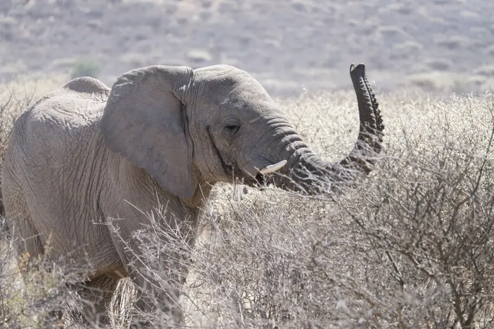 2017-08-20bMorgenGamedriveOkambaraElephantLodge041.JPG