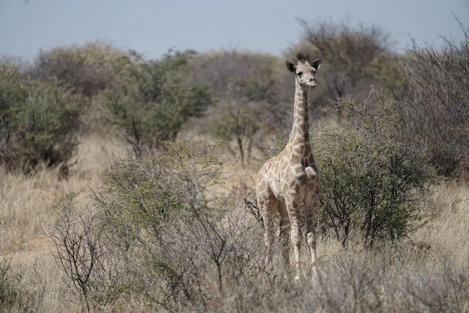 2017-08-20bMorgenGamedriveOkambaraElephantLodge061.JPG