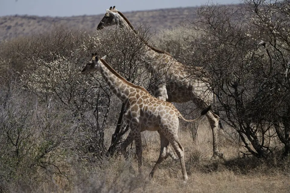 2017-08-20bMorgenGamedriveOkambaraElephantLodge071.JPG