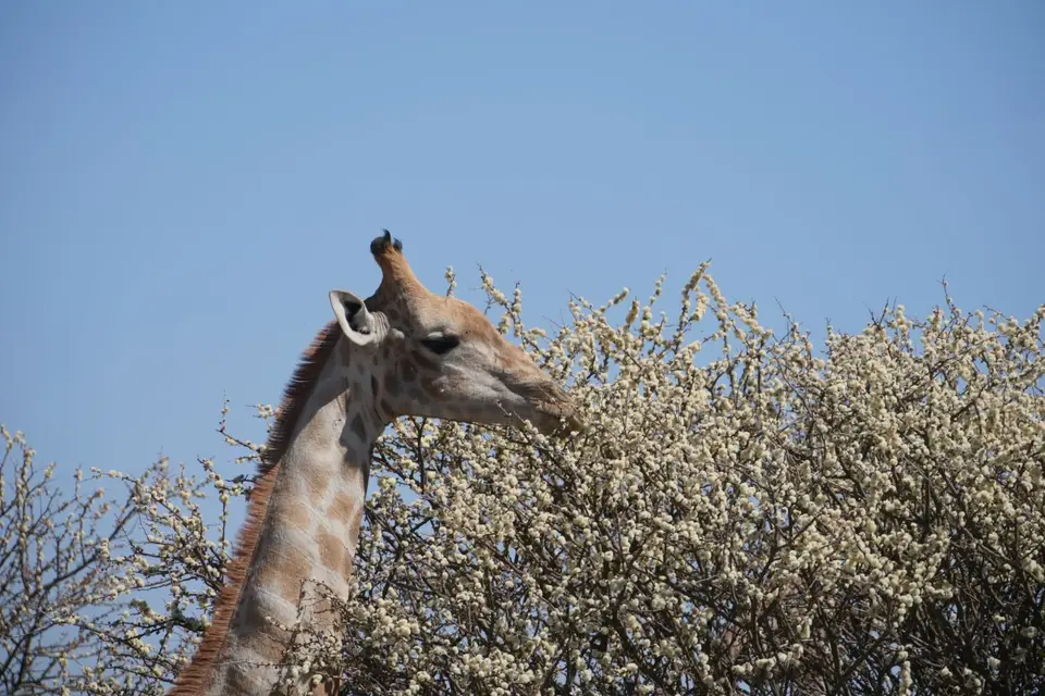 2017-08-20bMorgenGamedriveOkambaraElephantLodge077.JPG