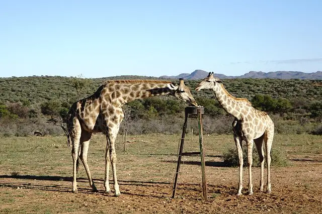 Giraffen.JPG