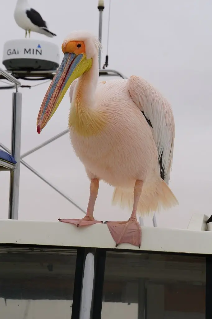 k-2017-09-06aBootstourWalvisBay012.JPG