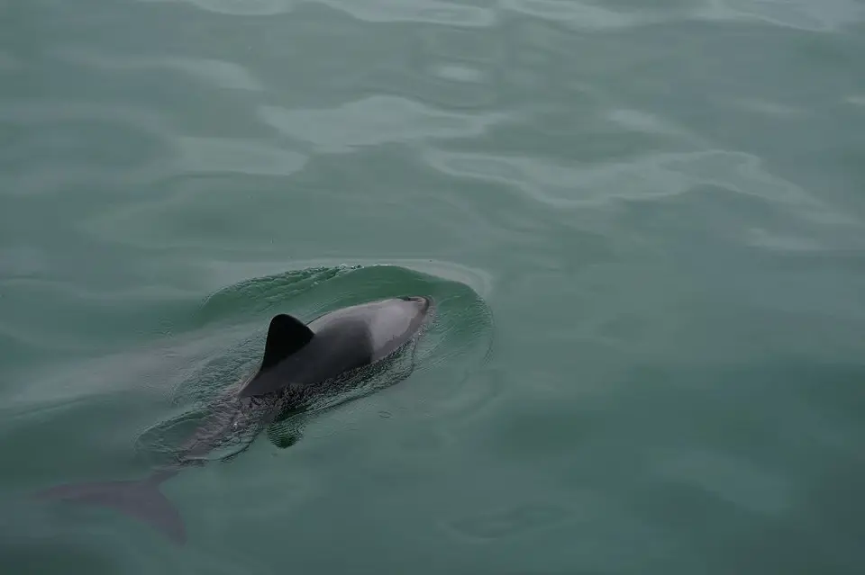 k-2017-09-06aBootstourWalvisBay173.JPG