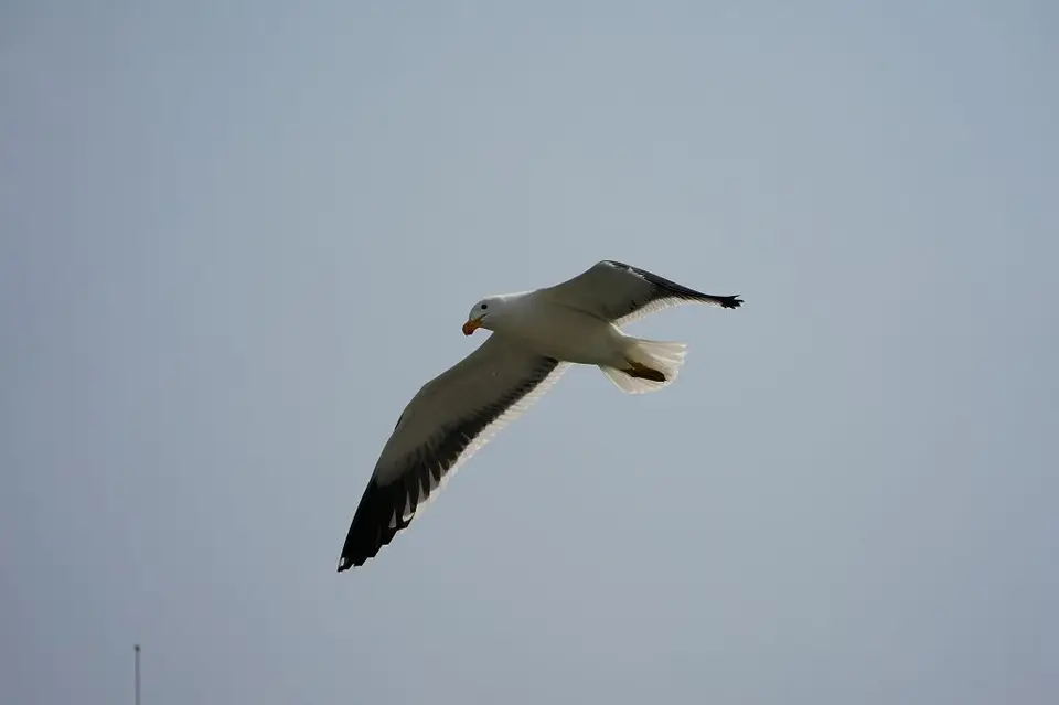 k-2017-09-06aBootstourWalvisBay215.JPG