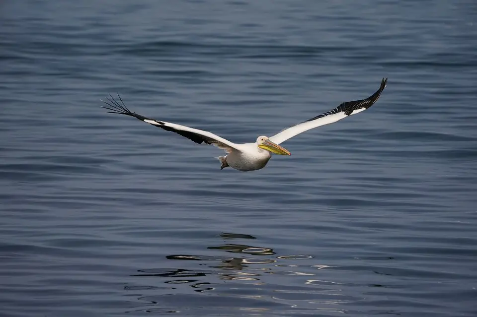 k-2017-09-06aBootstourWalvisBay234.JPG