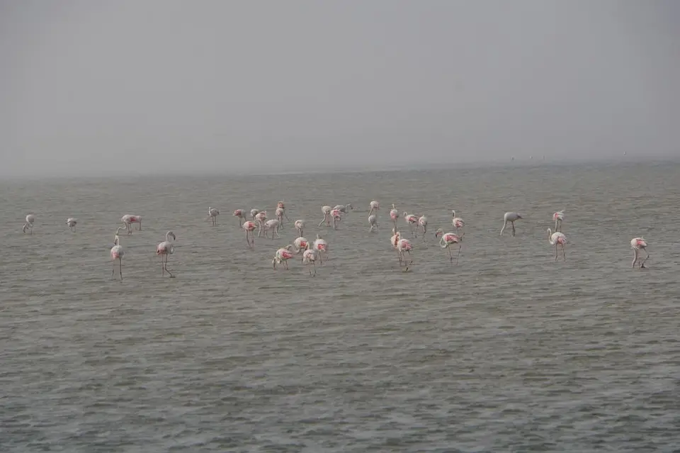 k-2017-09-06cSandwichHarbourWalvisBay106.JPG