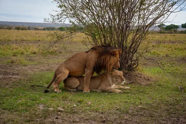 k-2022-11-29aGamedriveVormittagBushCamp61.jpg