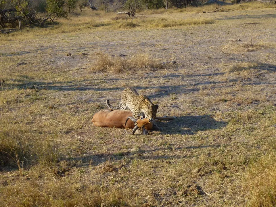 P1100561.jpg