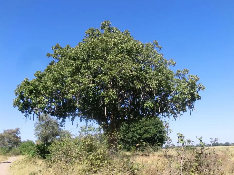CIMG0087.JPG