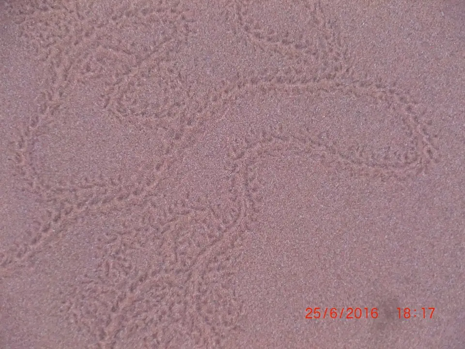 CIMG5767.JPG