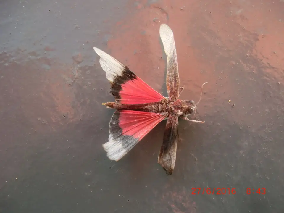 CIMG5918.JPG