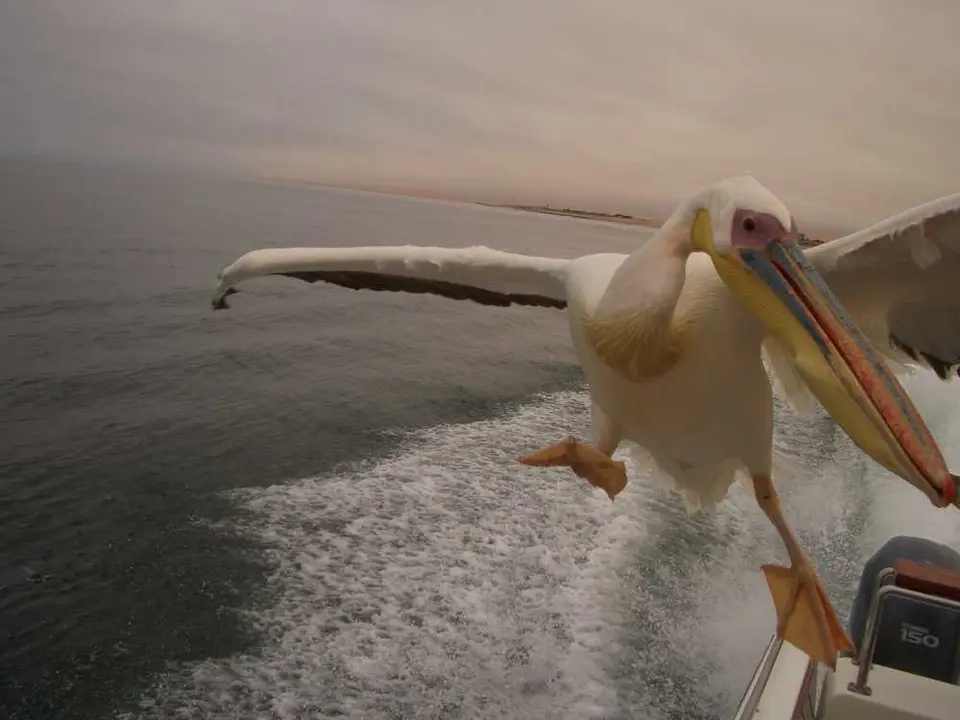 CIMG03922-Pelican.JPG