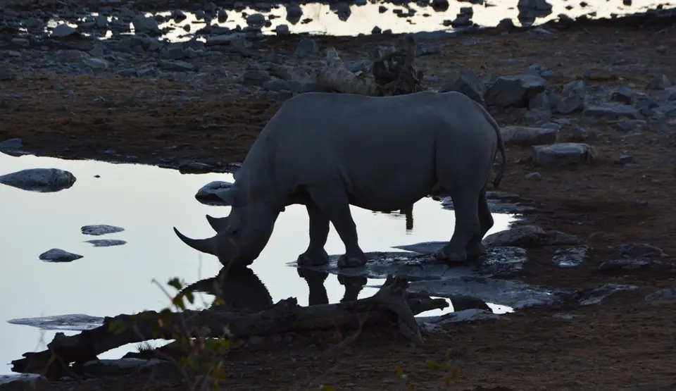 Halali05.JPG