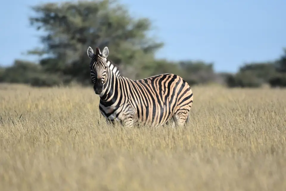Namibia_2017_00002.jpg