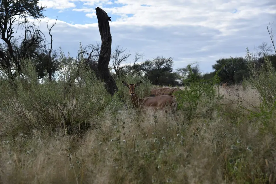Namibia_2017_00008-2-3-4-5-6.jpg