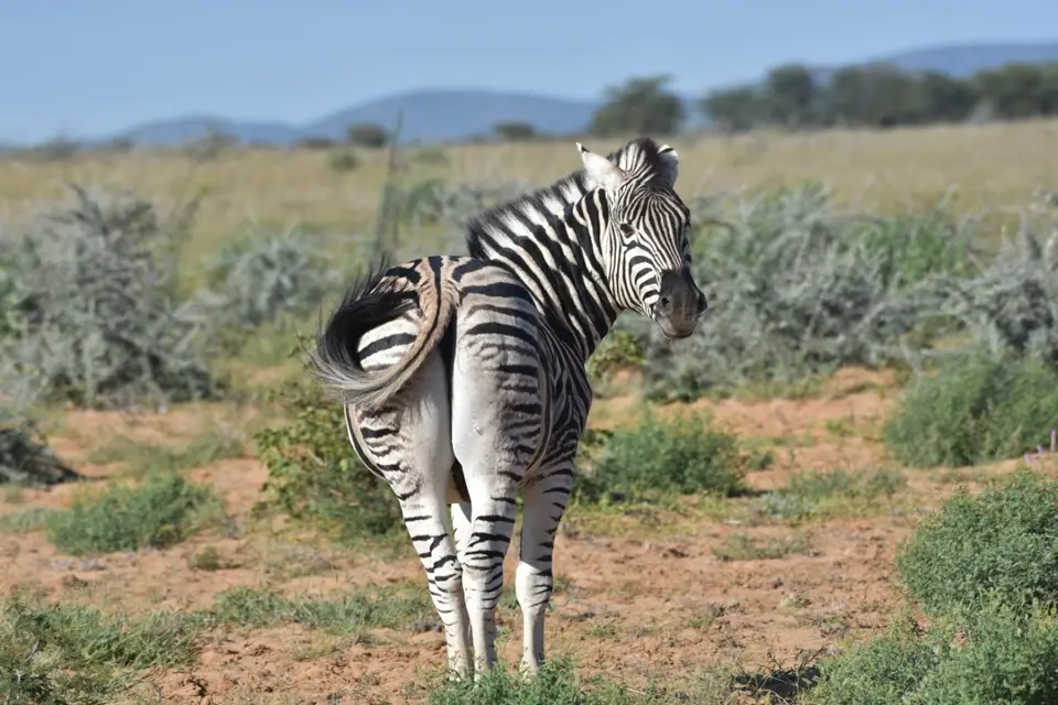Namibia_2017_00008-2.jpg