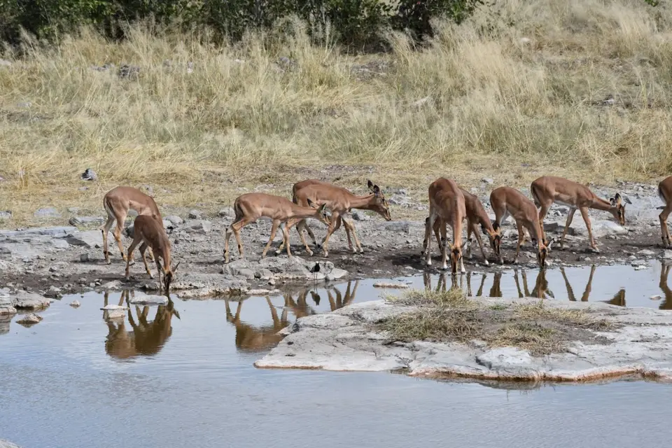 Namibia_2017_00011-2-3-4.jpg