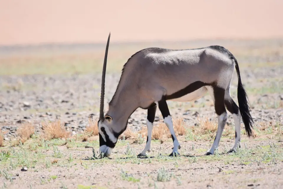 Namibia_2017_30007.jpg