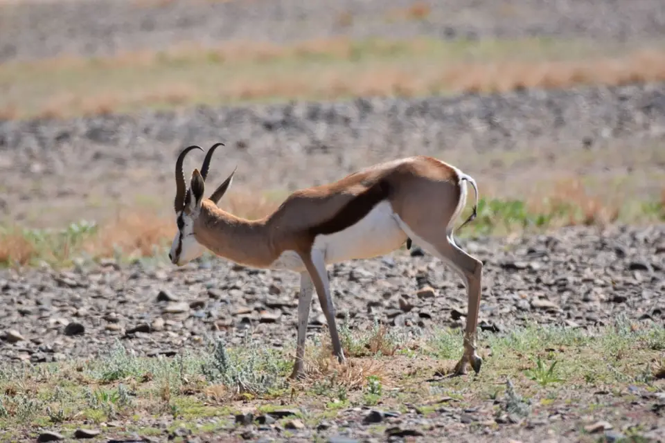 Namibia_2017_30008.jpg