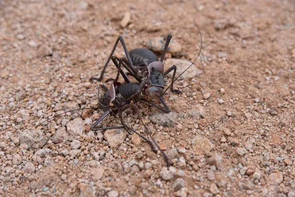 Namibia_2017_30014.jpg
