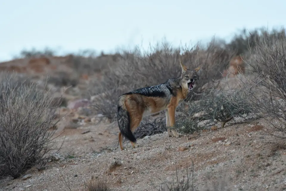 Namibia_2018_Teil_4_00009.jpg