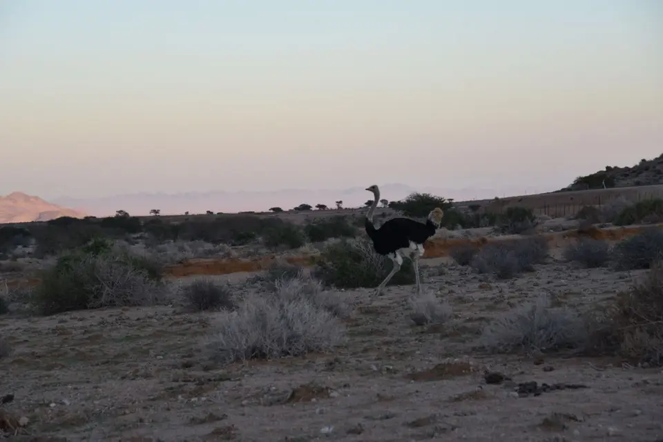 Namibia_2018_Teil_4_00011.jpg