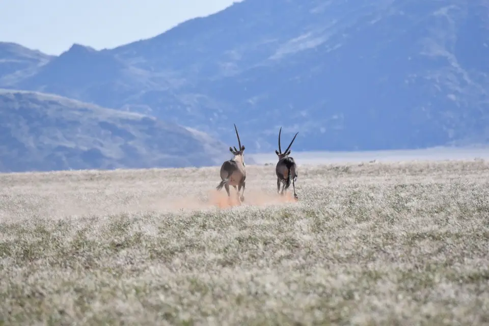 Namibia_2018_Teil_4_00012.jpg