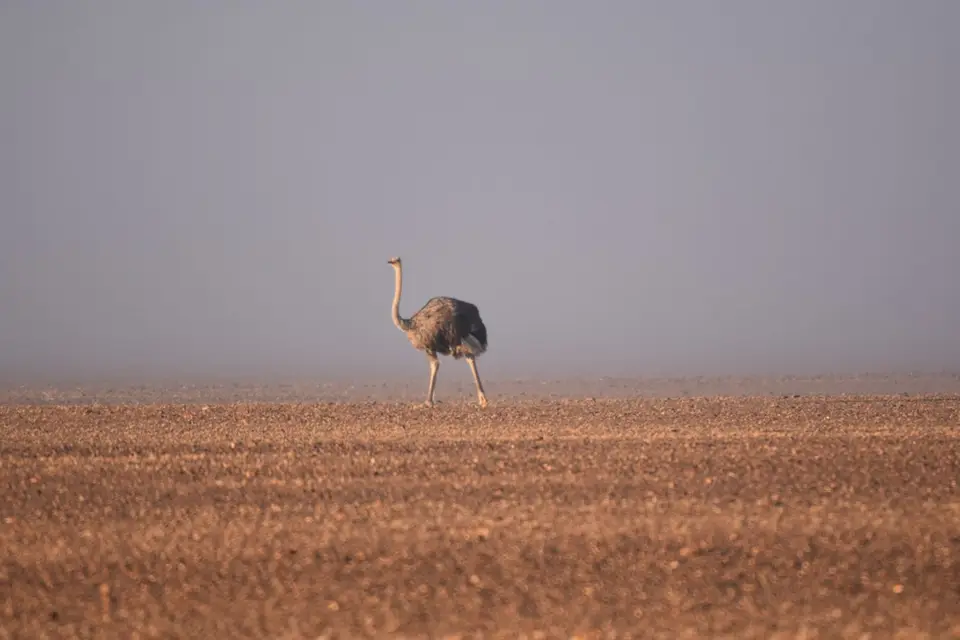 Namibia_2018_Teil_5_00001.jpg