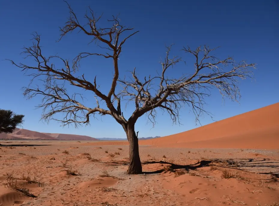 Vlei3.JPG