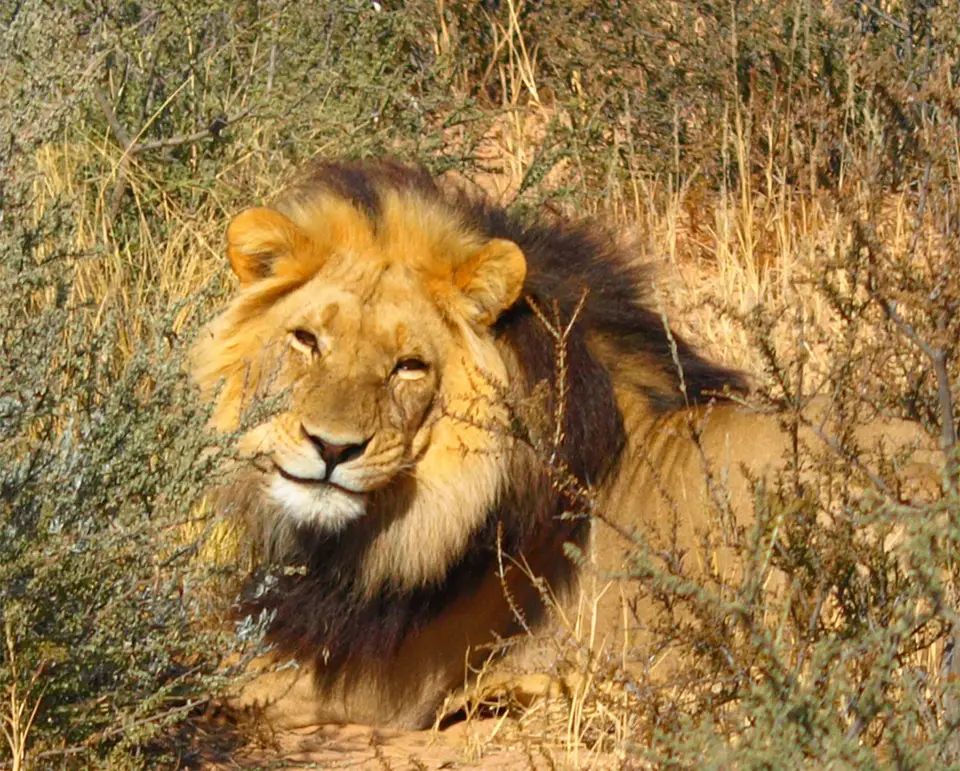 lion(17)-2.JPG