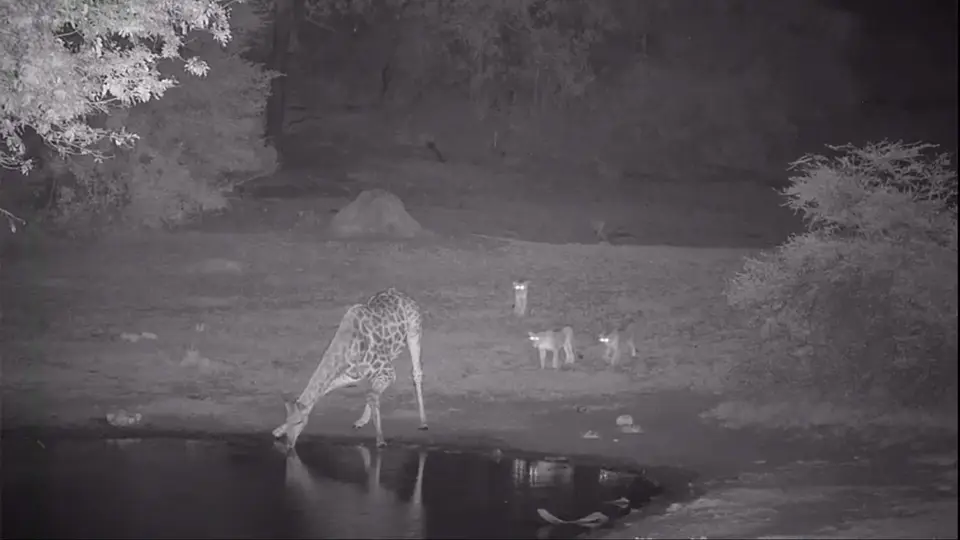 Tembe13122020.jpg