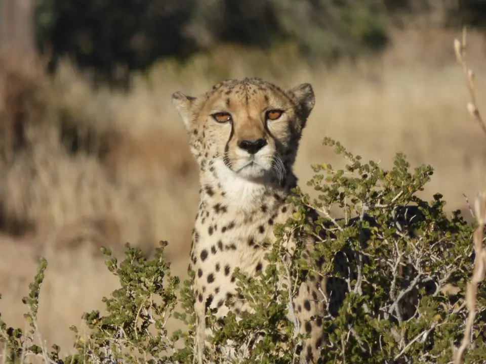 Namib_049_sm.jpg