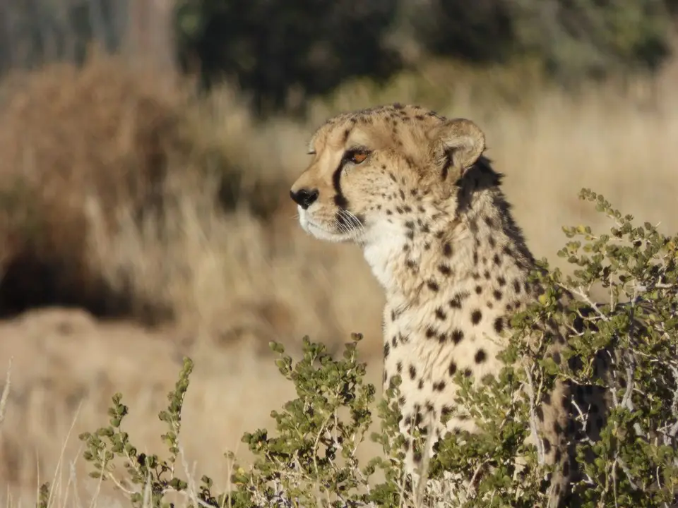 Namib_050_sm.jpg