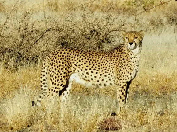 Namib_053_sm.jpg
