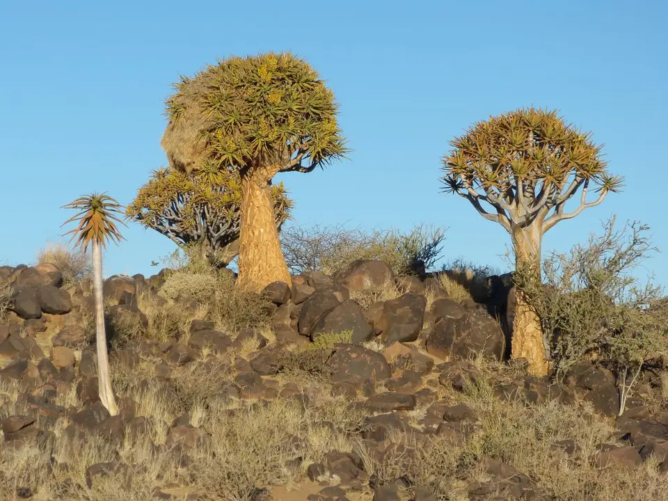 Namib_060b_sm.jpg