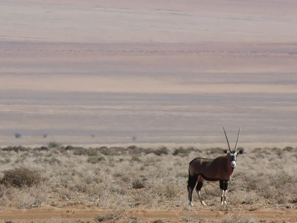 Namib_077.jpg