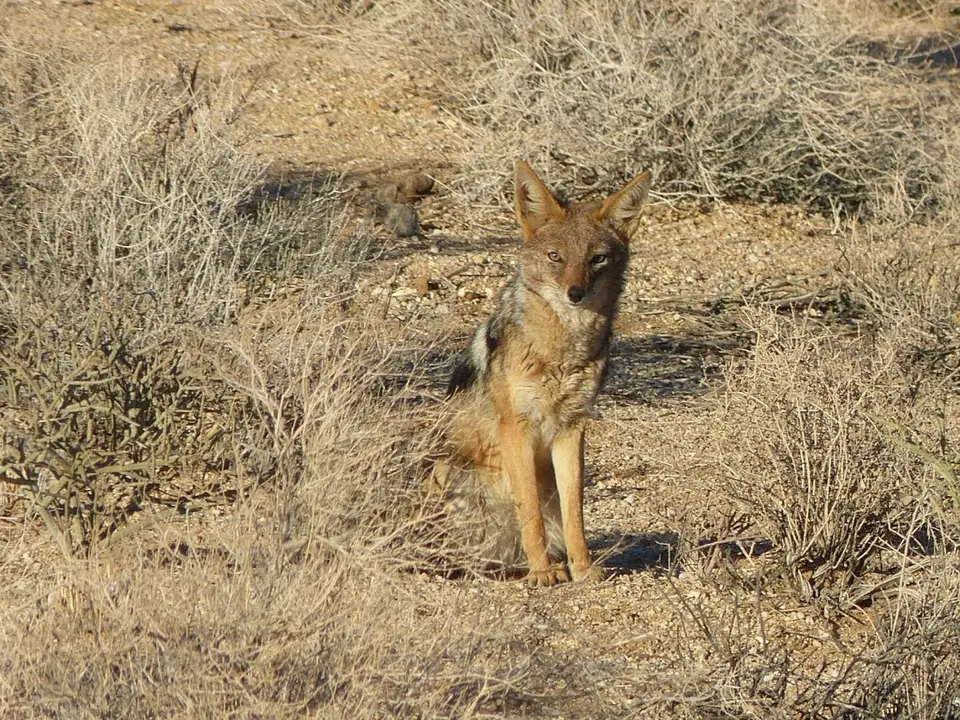Namib_087.jpg