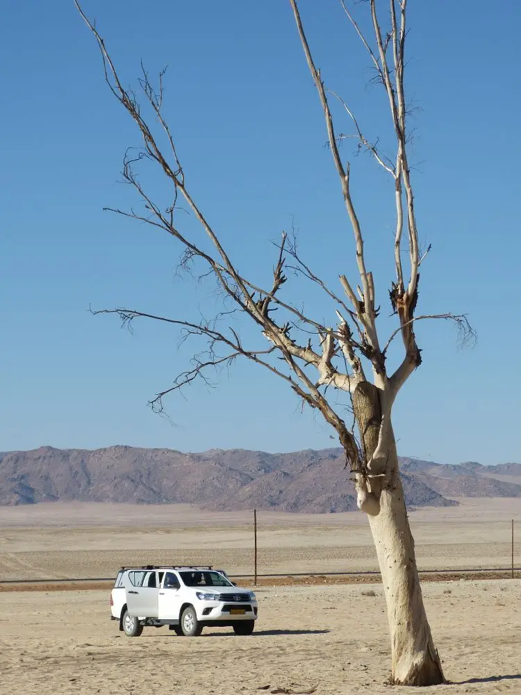 Namib_106_sm.jpg