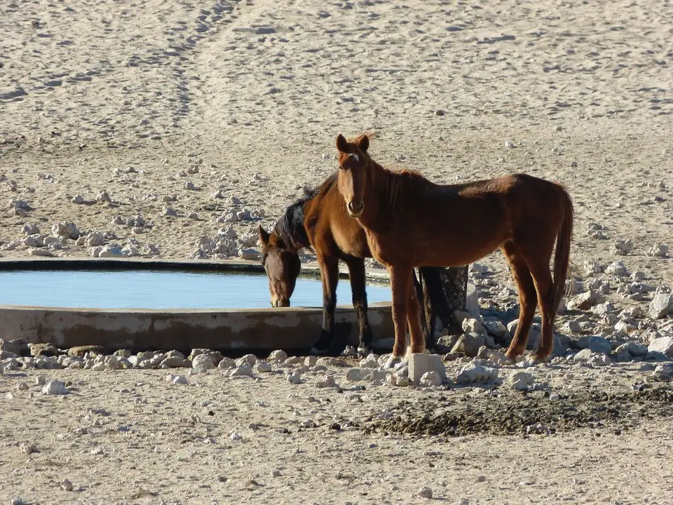 Namib_108_sm.jpg