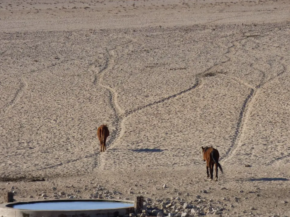Namib_108b_sm.jpg
