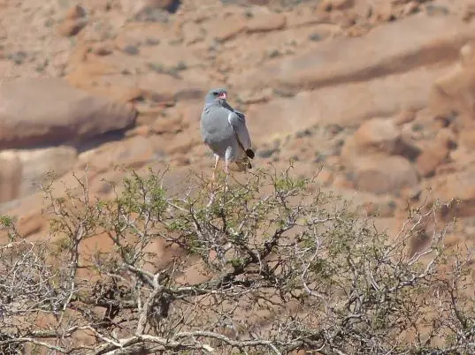 Namib_118_sm.jpg