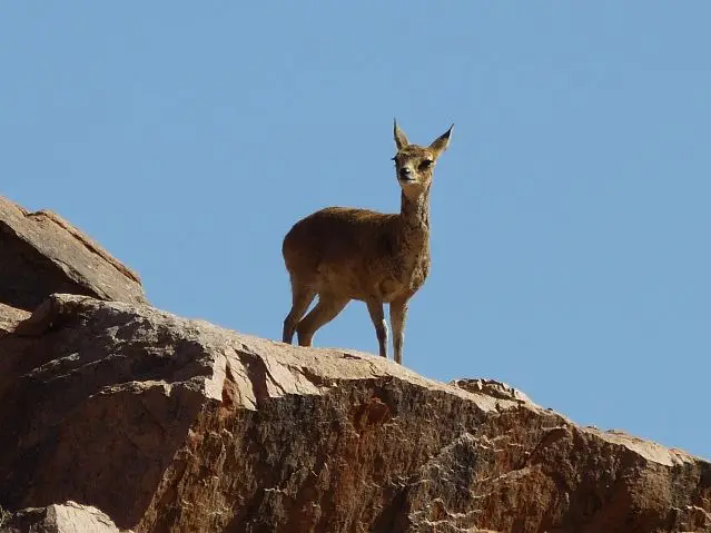 Namib_125_sm.jpg