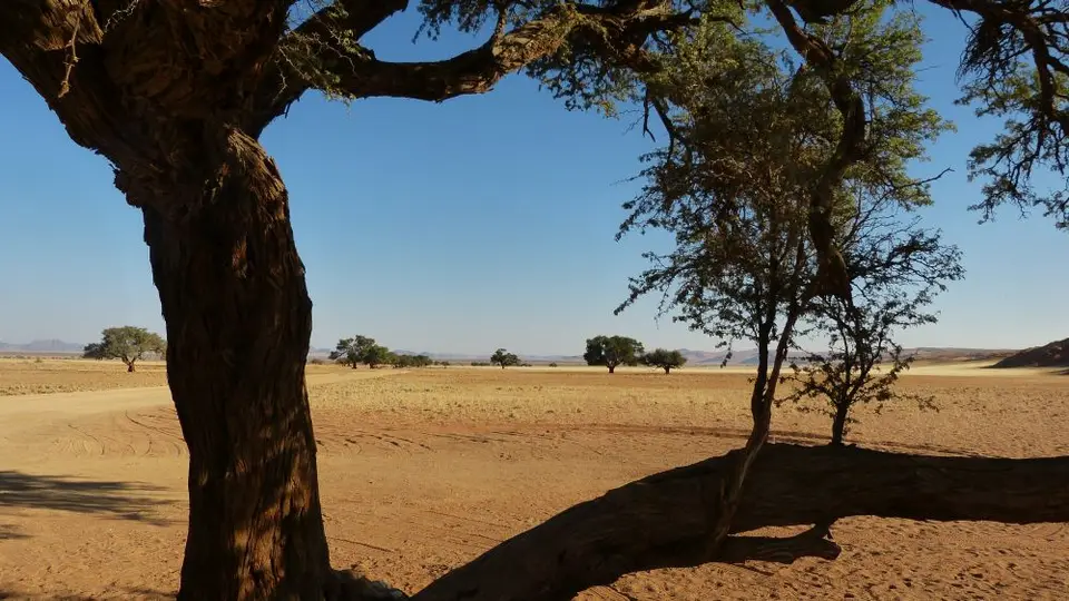 Namib_153_sm.jpg